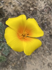 Eschscholzia californica maritima