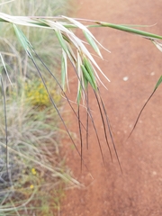 Themeda avenacea