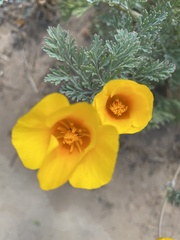 Eschscholzia californica maritima