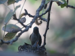 Cynanthus latirostris