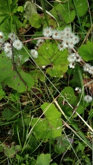 Petasites formosanus