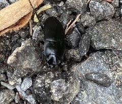 Carabidae