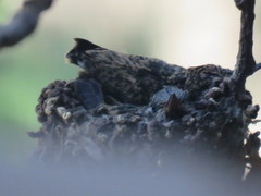 Cynanthus latirostris