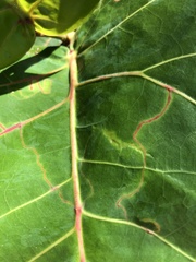 Enteucha basidactyla