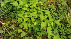 Persicaria biconvexa