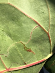 Enteucha basidactyla