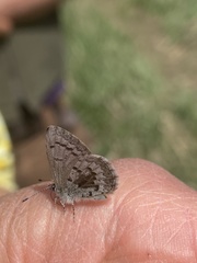 Celastrina asheri