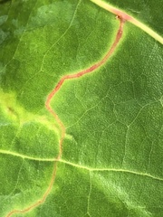 Enteucha basidactyla