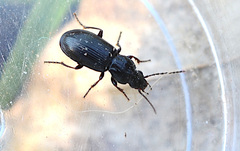 Pterostichus diligens