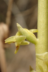 Platanthera cooperi