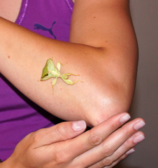 Phylliidae