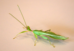 Phylliidae