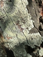 Cratiria lauricassiae