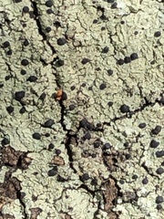 Cratiria lauricassiae