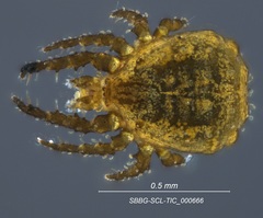 Caeculidae