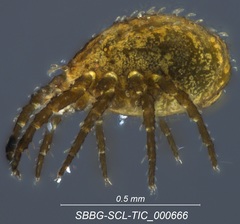 Caeculidae