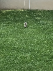 Sciurus carolinensis