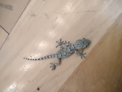 Tarentola mauritanica