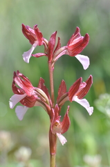 Anacamptis papilionacea