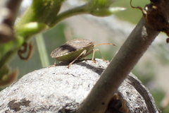 Euschistus conspersus
