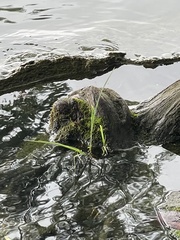 Hydrilla verticillata