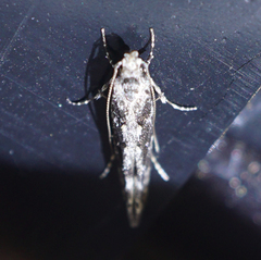 Coleotechnites florae