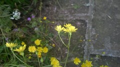 Crepis neglecta
