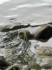 Hydrilla verticillata