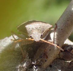 Euschistus conspersus