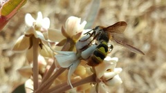 Xanthocampsomeris completa