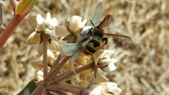 Xanthocampsomeris completa