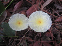 Leucocoprinus fragilissimus image