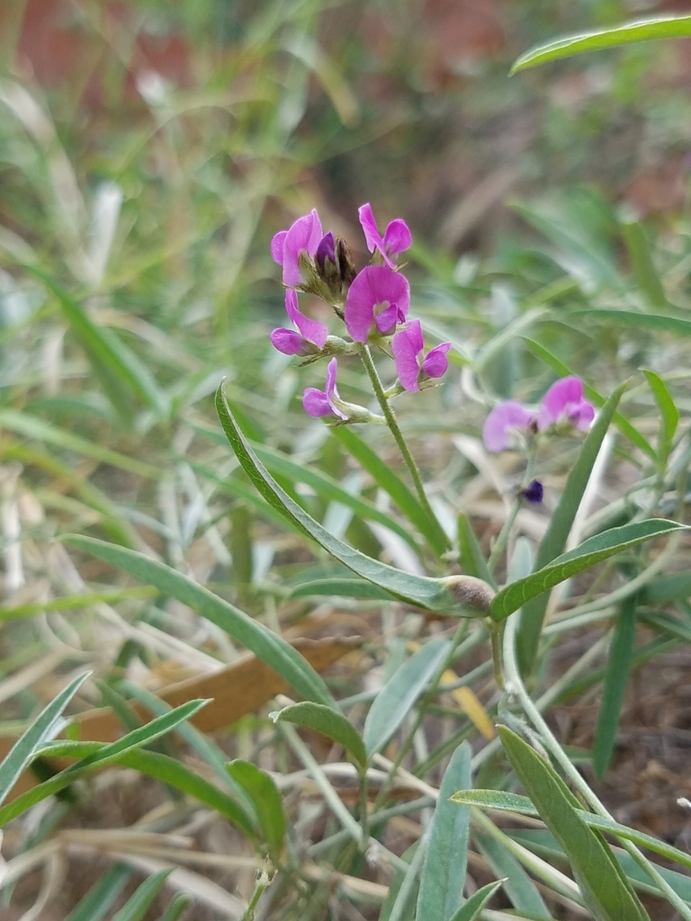 silky glycine
