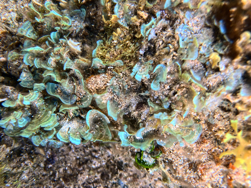 Stypopodium flabelliforme observed 2021-04-25