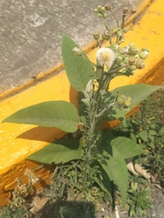 Erigeron variifolius