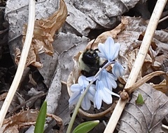 Bombus ternarius