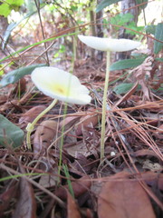 Leucocoprinus fragilissimus image