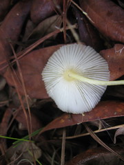 Leucocoprinus fragilissimus image
