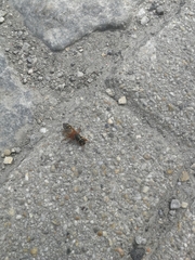 Staphylinus caesareus