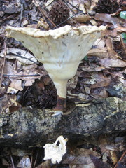 Cymatoderma caperatum