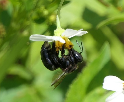 Xylocopa image