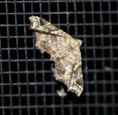 Esthlodora variabilis