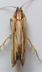Eucosma radiatana