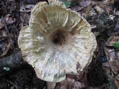 Cymatoderma caperatum