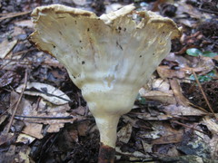 Cymatoderma caperatum