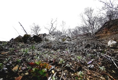 Artemisia vulgaris kamtschatica