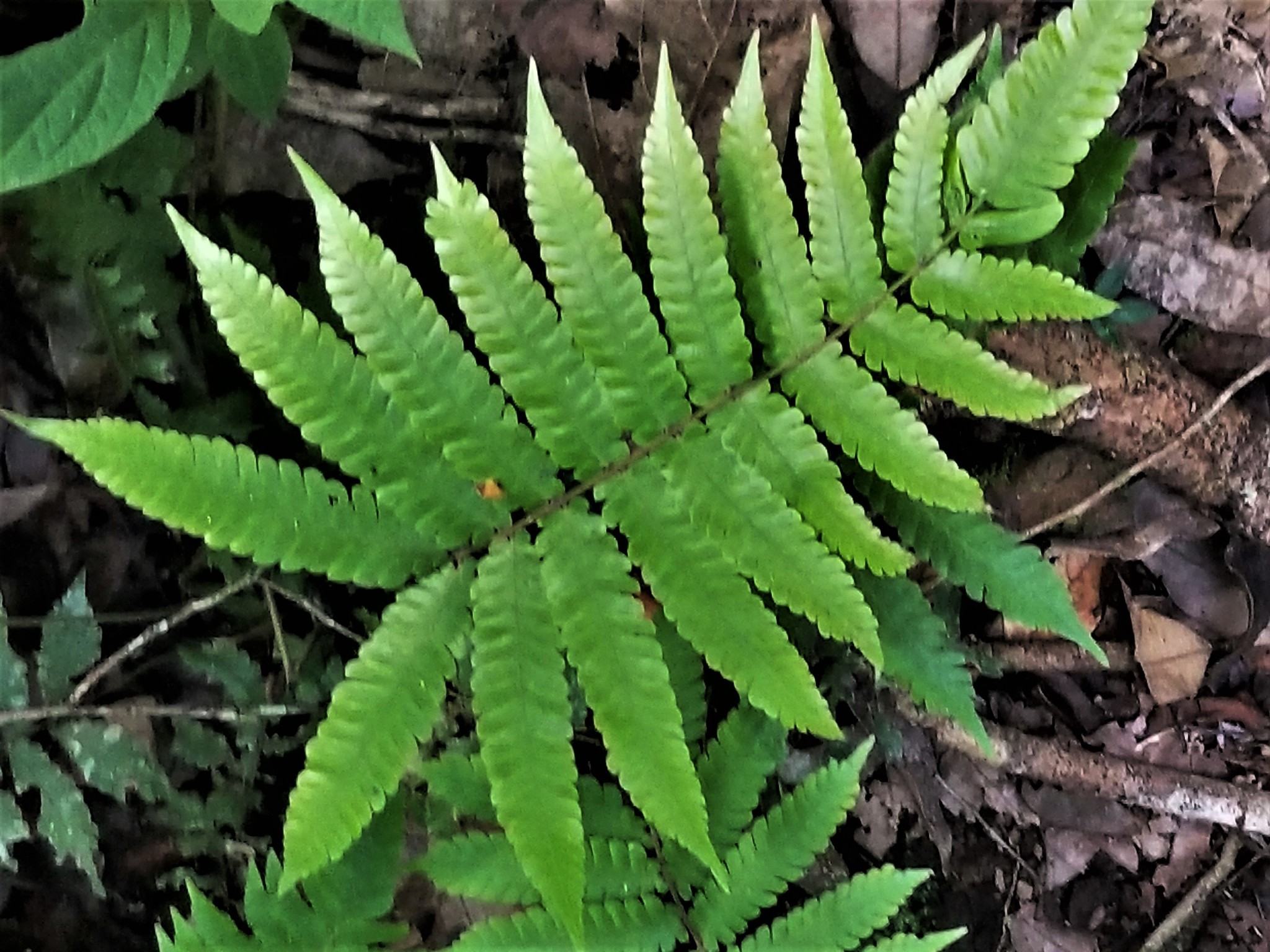 Goniopteris abrupta