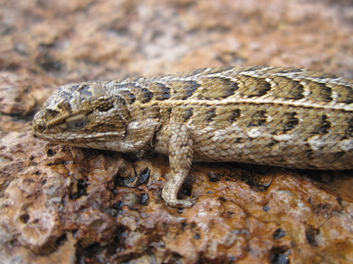 Goldman's Bunchgrass Lizard