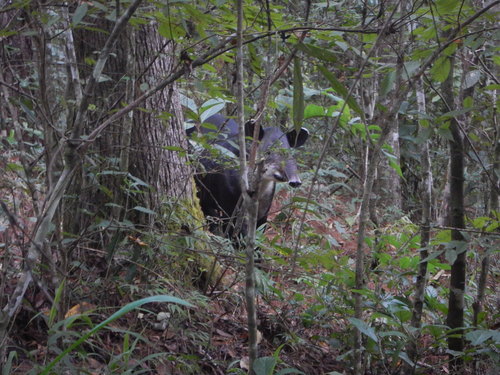 Baird's Tapir, Oaxaca, MX, photo 4 of 10