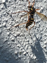 Ctenophora flaveolata